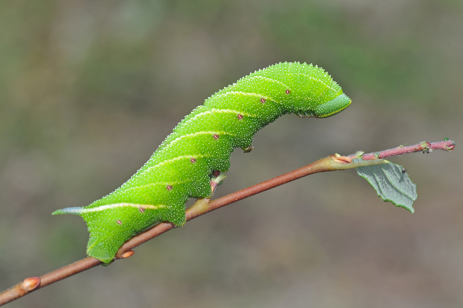 Raupe des Nachtpfauenauge