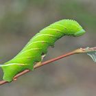 Raupe des Nachtpfauenauge