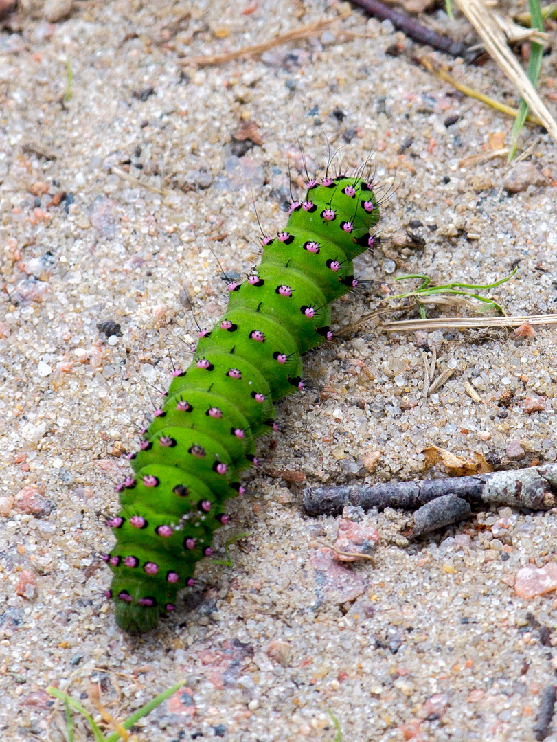 Raupe des Nachtpfauenauge