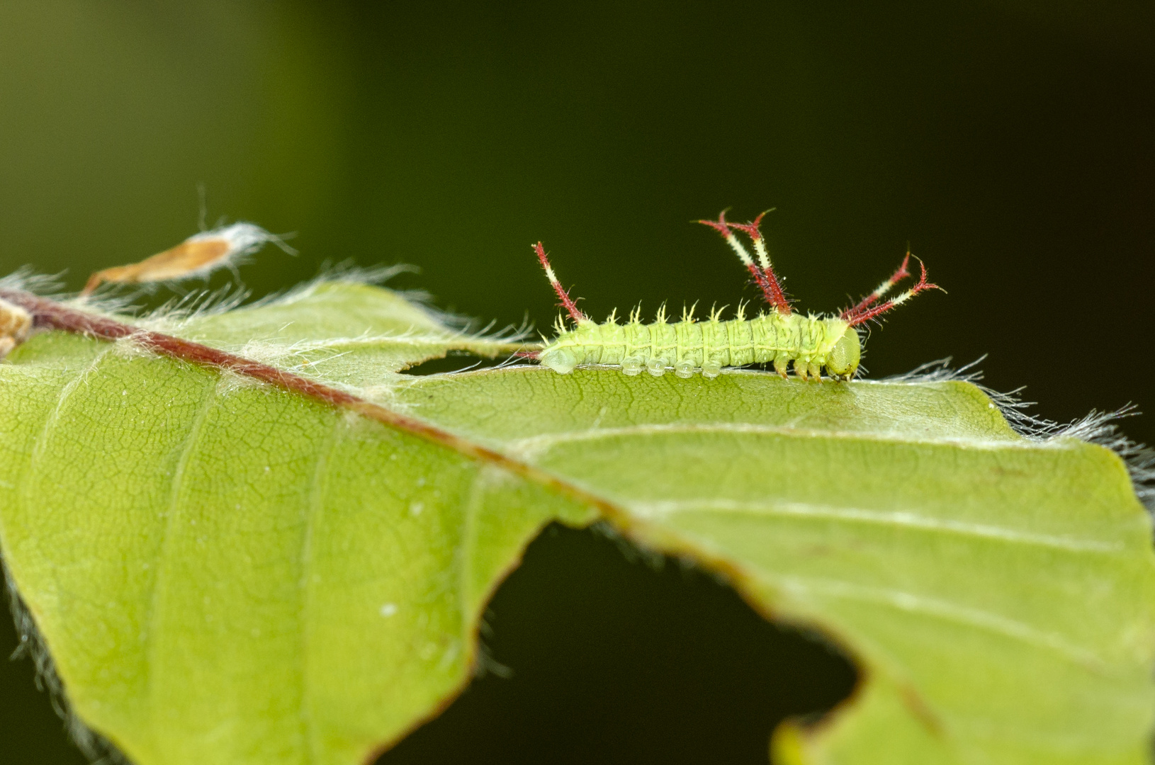 Raupe des Nagelfleck (Aglia tau)