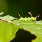 Raupe des Nagelfleck (Aglia tau)