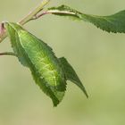 Raupe des Nierenfleck-Zipfelfalter