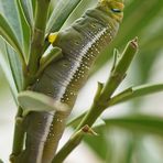 Raupe des Oleanderschwärmers (Daphnis nerii)