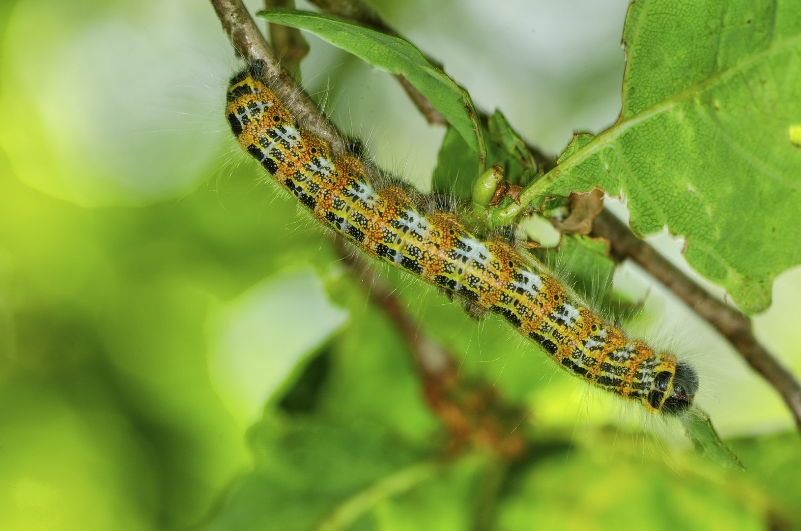 Raupe des ondvogels (Phalera bucephala)