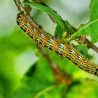 Raupe des ondvogels (Phalera bucephala)