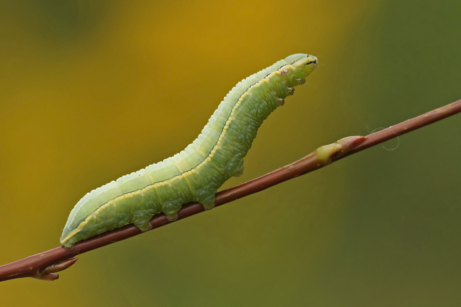 Raupe des Palpenspinners (Pterostoma palpina)