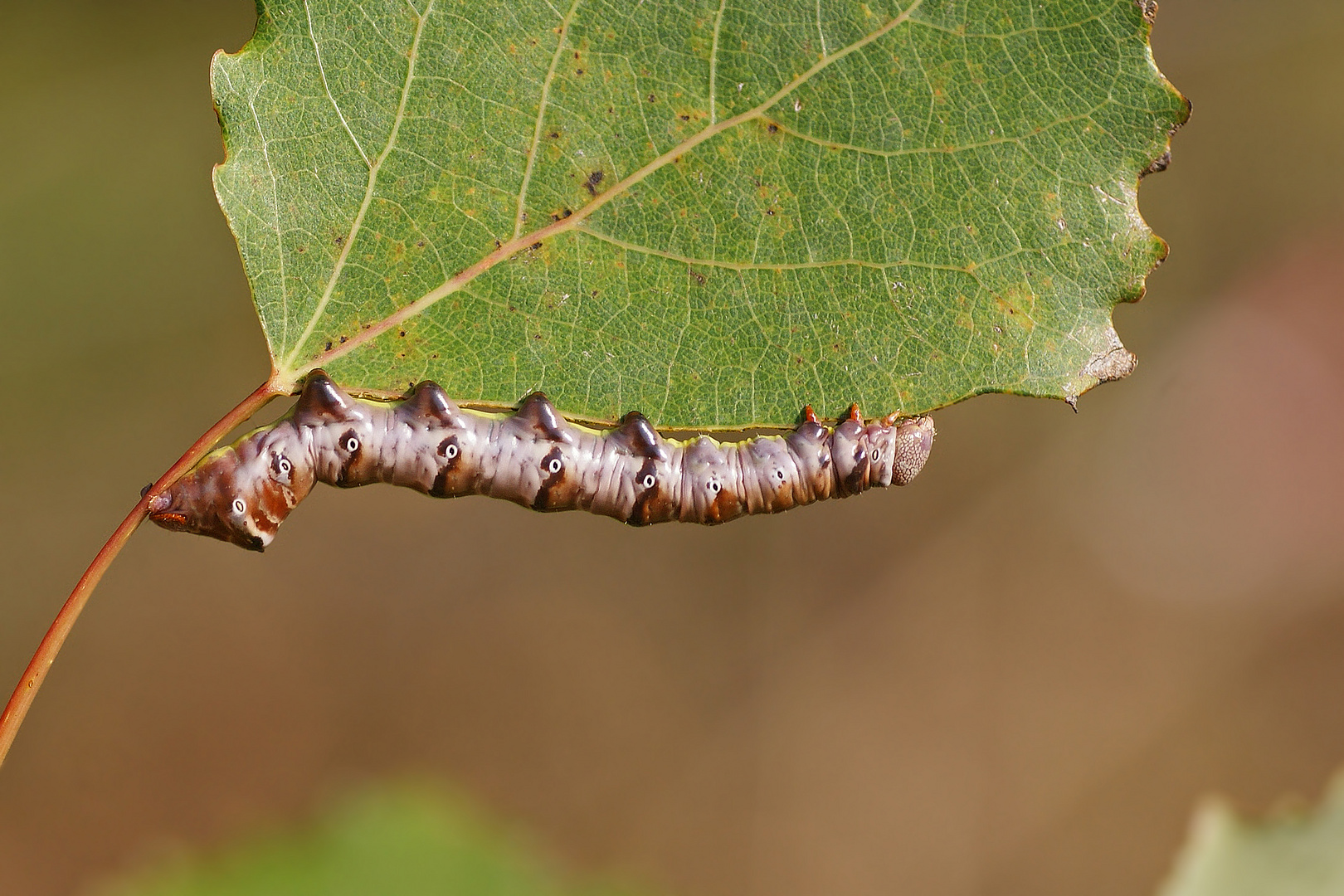 Raupe des Pappel-Porzellanspinners (Pheosia tremula)