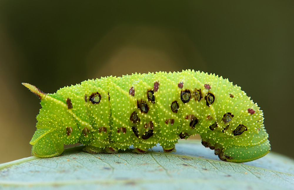 Raupe des Pappelschwärmers