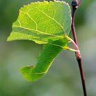 Raupe des Pappelschwärmers