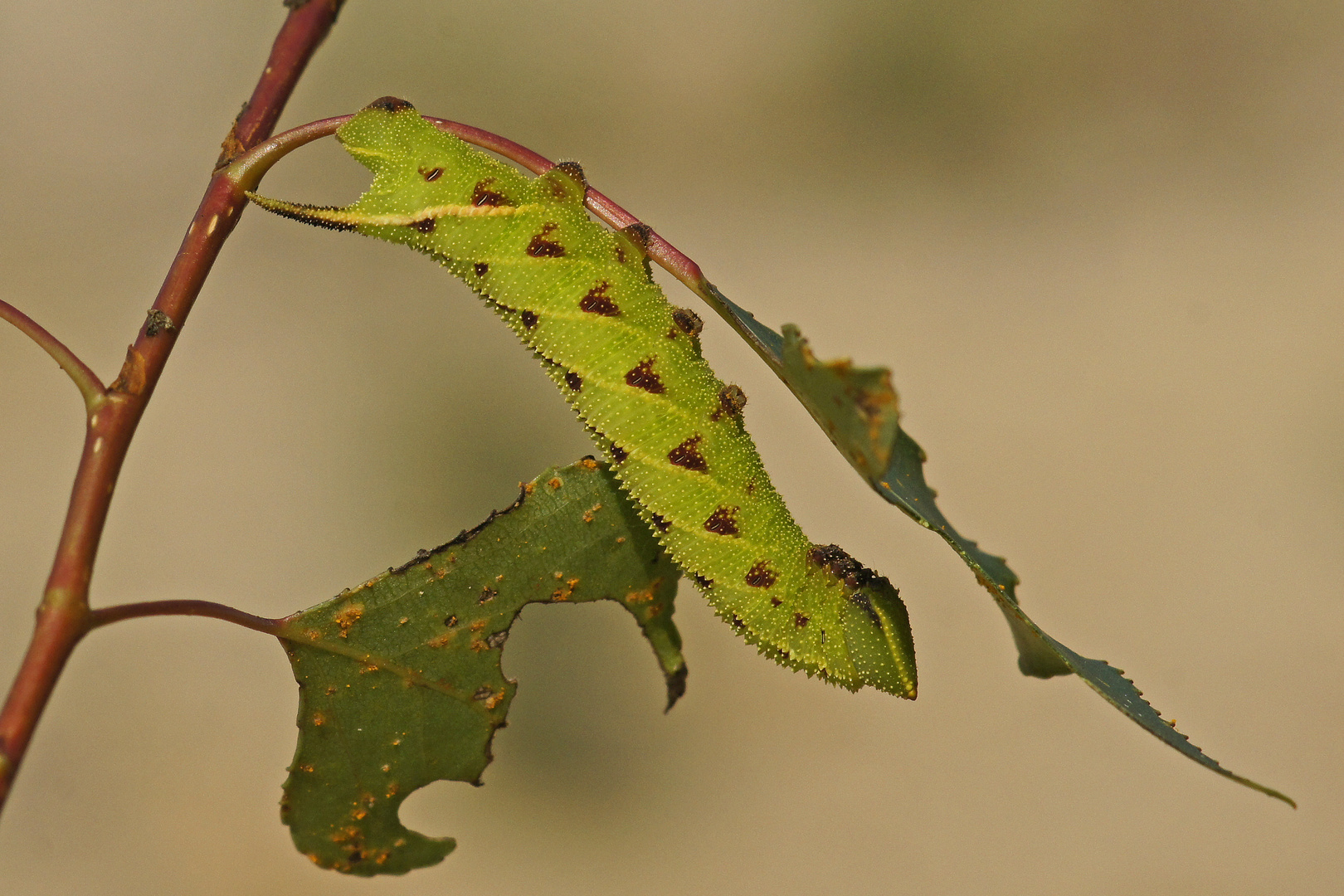 Raupe des Pappelschwärmers (Laothoe populi)