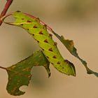 Raupe des Pappelschwärmers (Laothoe populi)