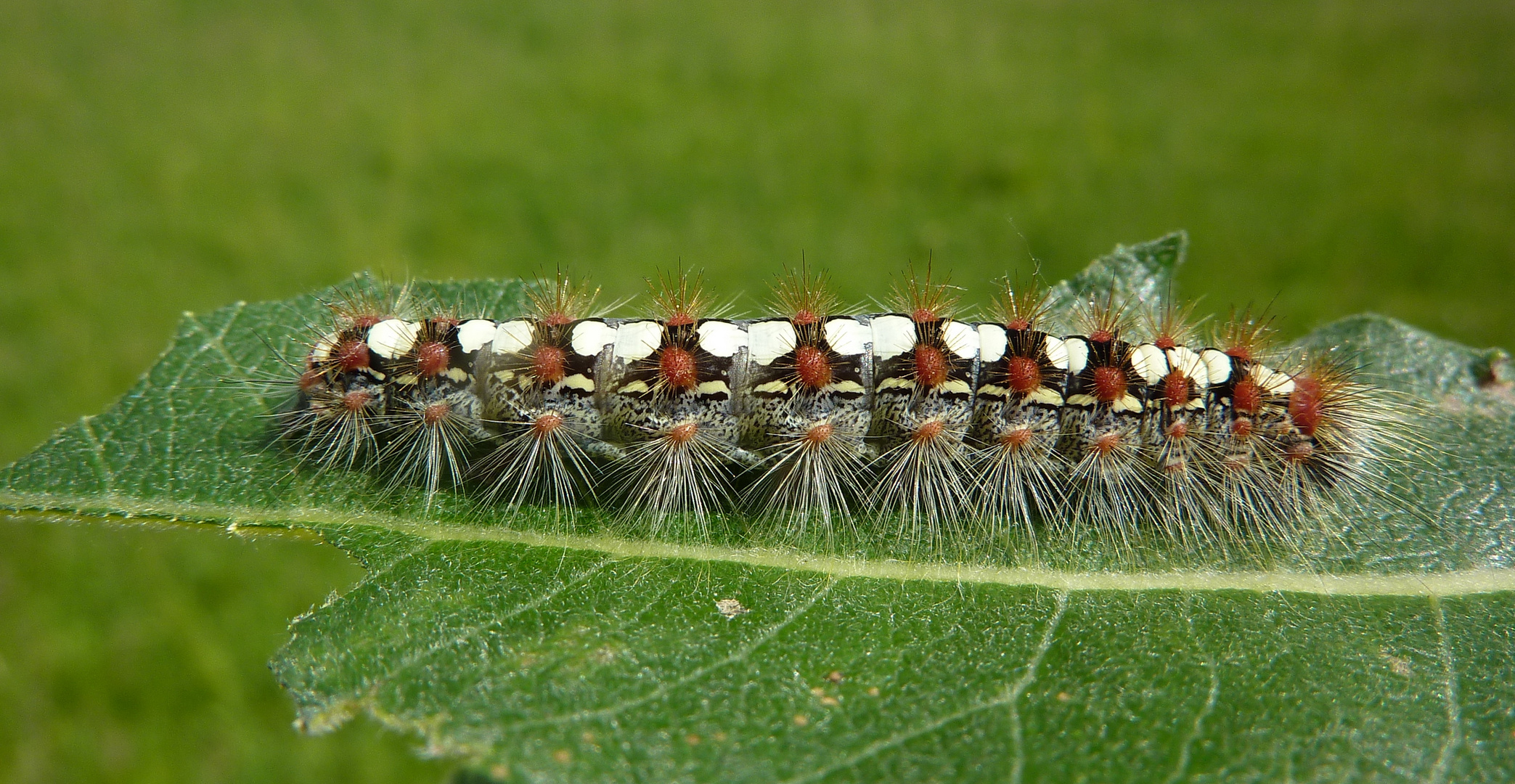 Raupe des Pappelträgspinners