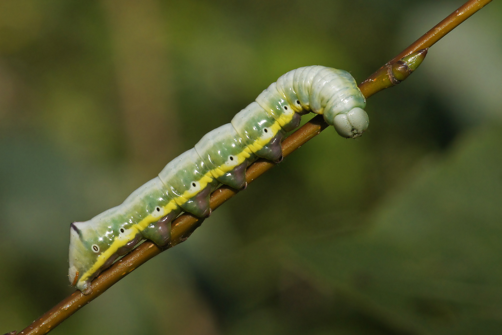 Raupe des Pappelzahnspinner (Pheosia tremula)