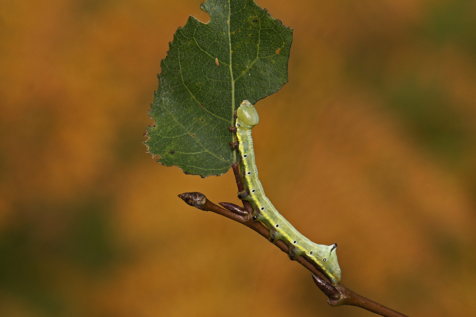 Raupe des Pappelzahnspinners (Pheosia tremula)