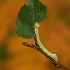 Raupe des Pappelzahnspinners (Pheosia tremula)