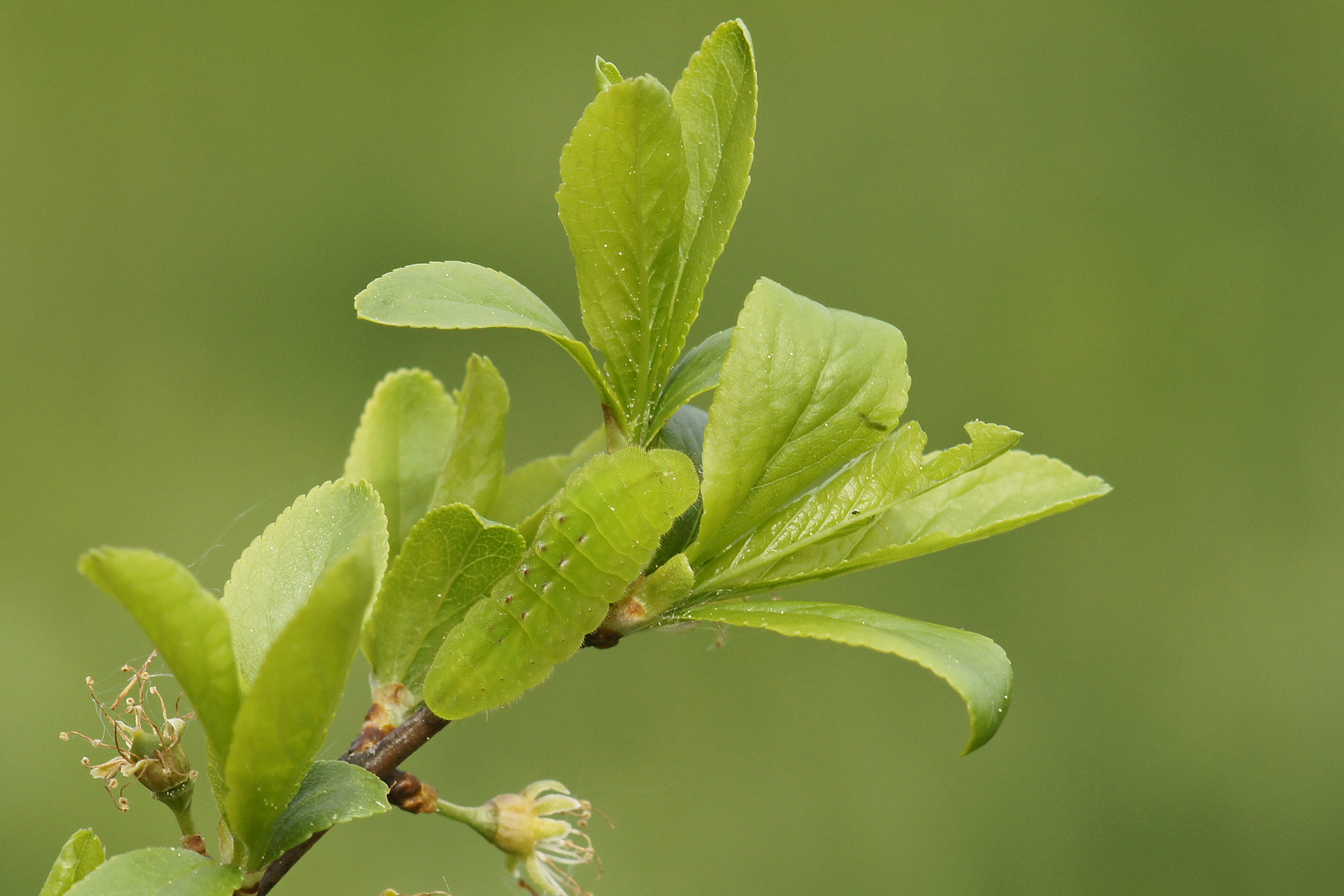 Raupe des Pflaumen-Zipfelfalters (Satyrium pruni)