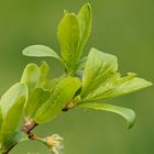 Raupe des Pflaumen-Zipfelfalters (Satyrium pruni)