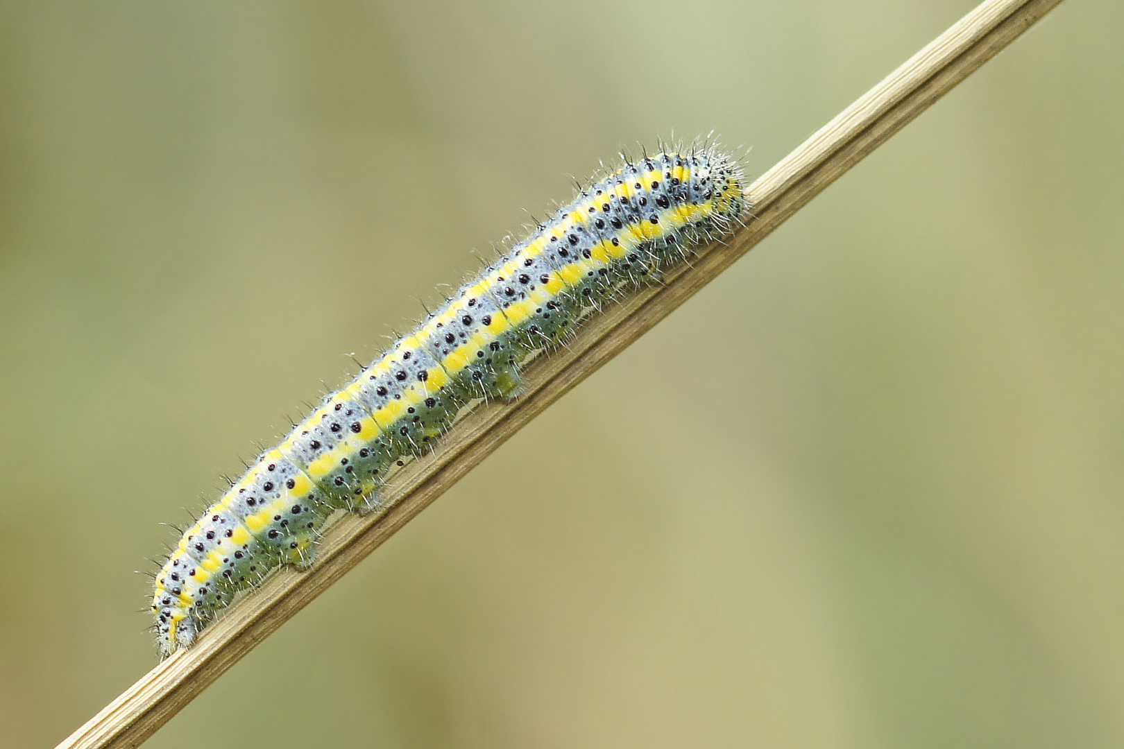 Raupe des Resedaweißlings (Pontia edusa)