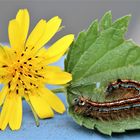 Raupe des Ringelspinner (Malacosoma neustria) 