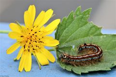 Raupe des Ringelspinner (Malacosoma neustria) 