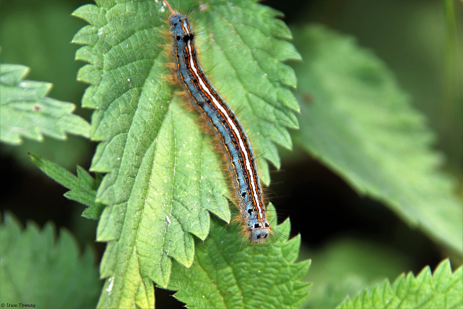 Raupe des Ringelspinner (Malacosoma neustria) 