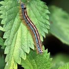 Raupe des Ringelspinner (Malacosoma neustria) 