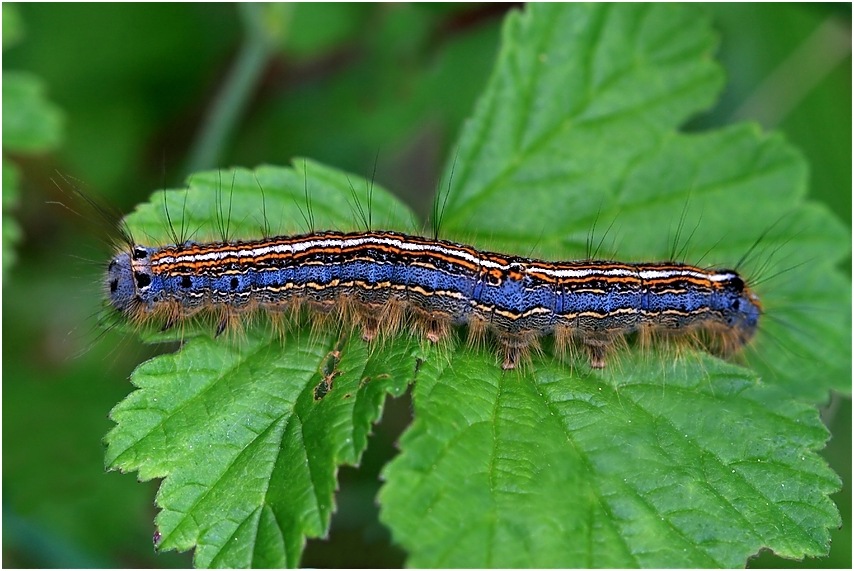 Raupe des Ringelspinners