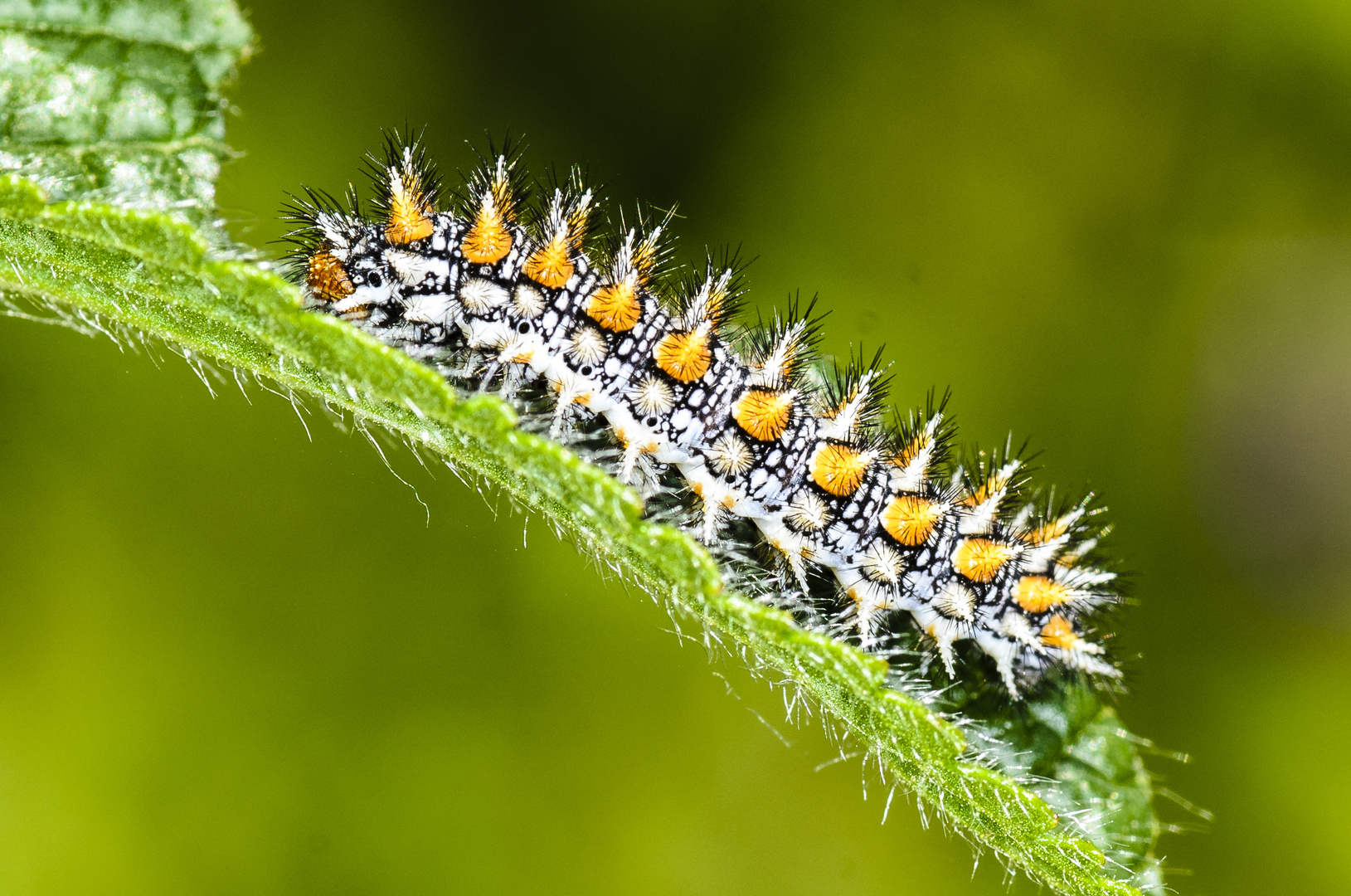 Raupe des Roten Scheckenfalter (Melitaea didyma)