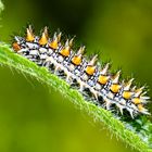 Raupe des Roten Scheckenfalter (Melitaea didyma)