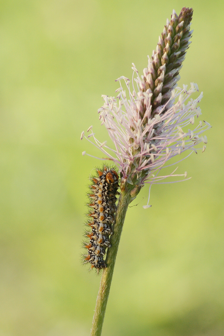 Raupe des Roten Scheckenfalters (Melitaea didyma)