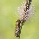 Raupe des Roten Scheckenfalters (Melitaea didyma)