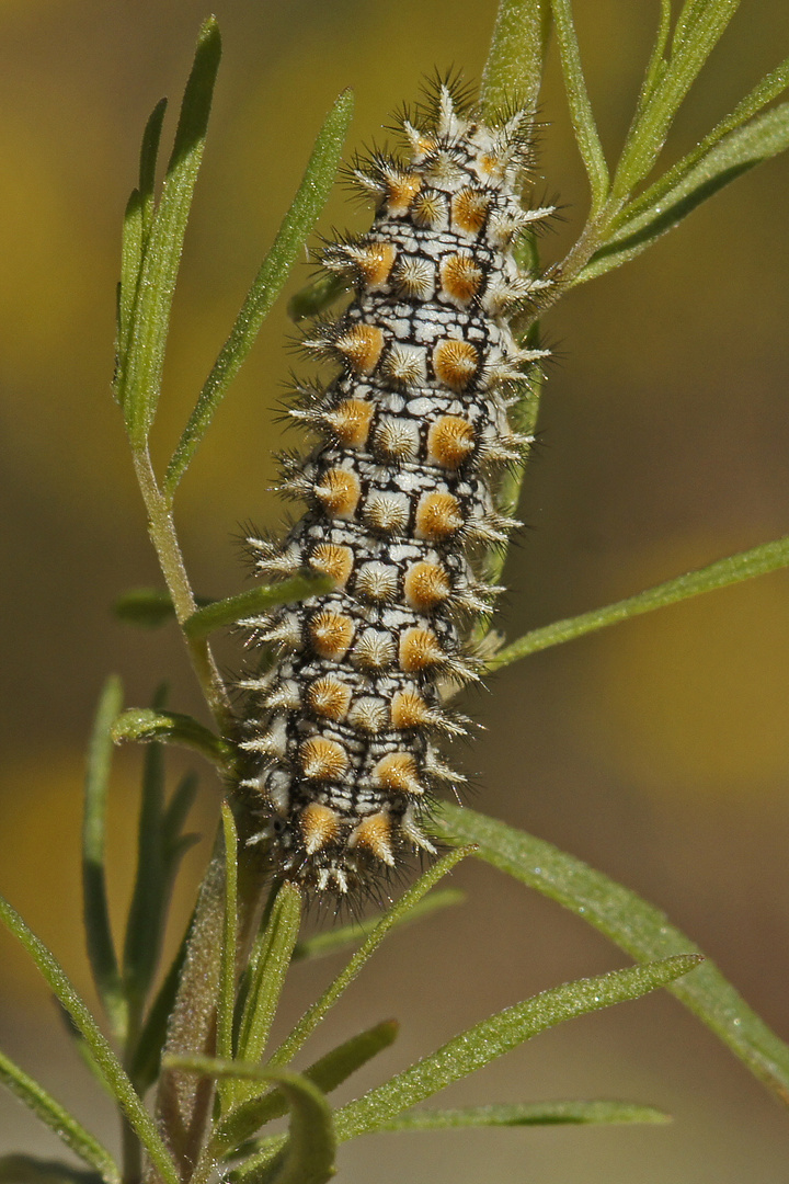 Raupe des Roten Scheckenfalters (Melitaea didyma)