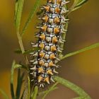 Raupe des Roten Scheckenfalters (Melitaea didyma)