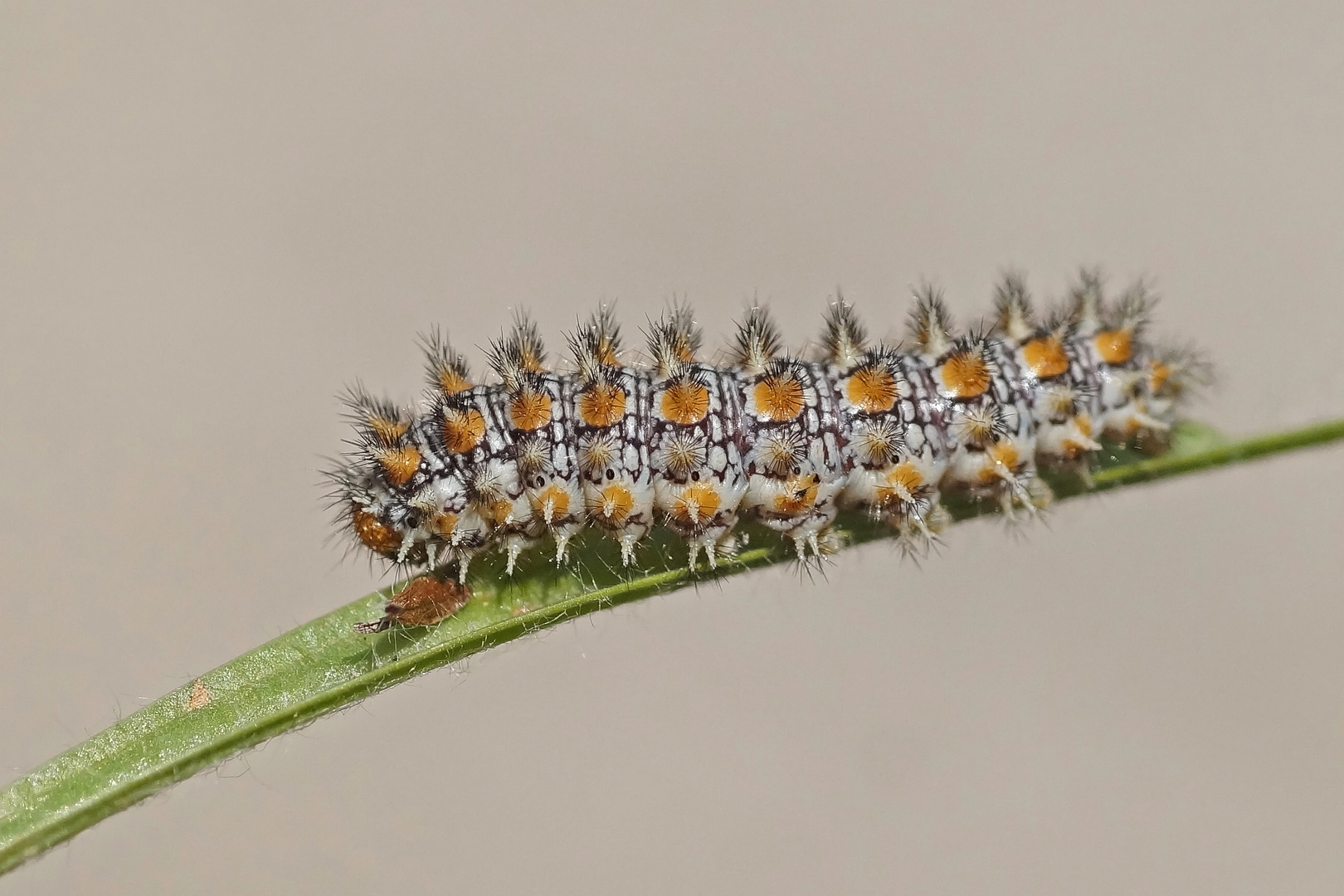 Raupe des Roten Scheckenfalters (Melitaea didyma)