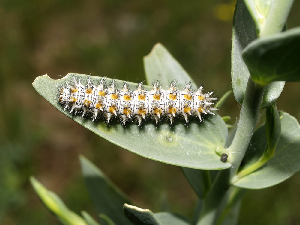 Raupe des roten Scheckfalters