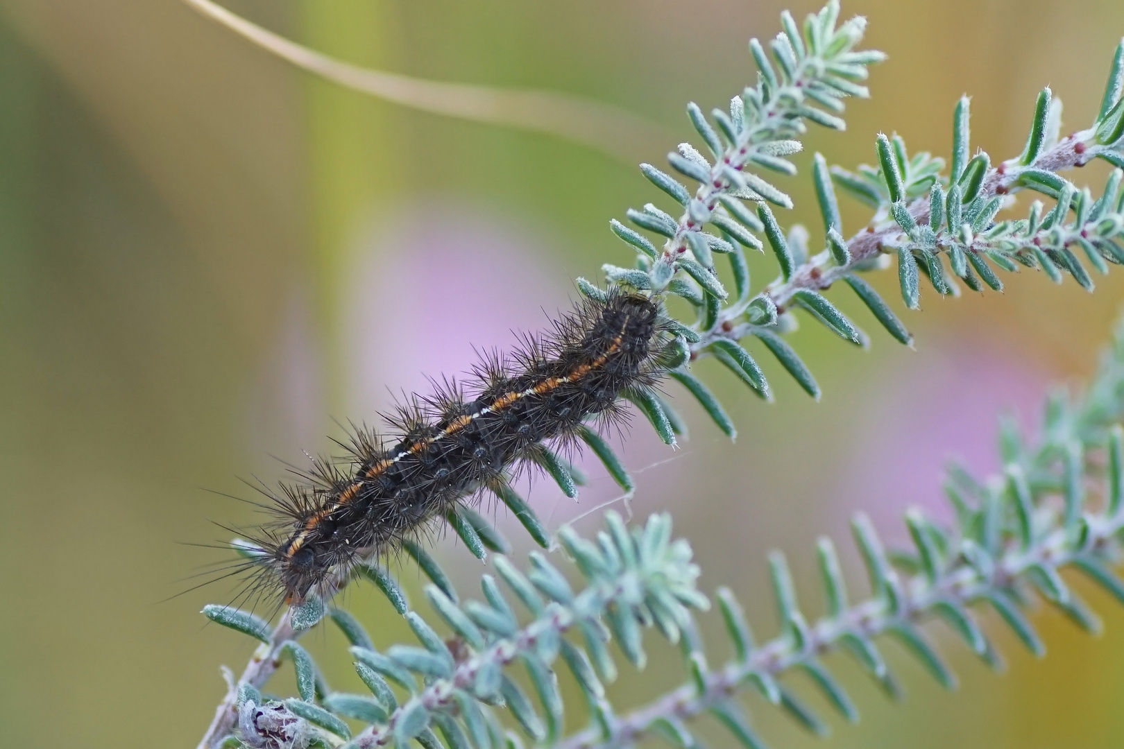 Raupe des Rotrandbären (Diacrisia sannio)