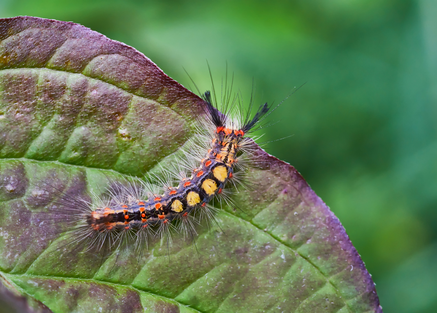 Raupe des Schlehen-Bürstenspinner (Orgyia antiqua)