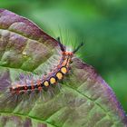 Raupe des Schlehen-Bürstenspinner (Orgyia antiqua)