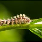 Raupe des Schlehen Bürstenspinners