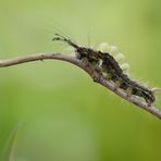 Raupe des Schlehen-Bürstenspinners