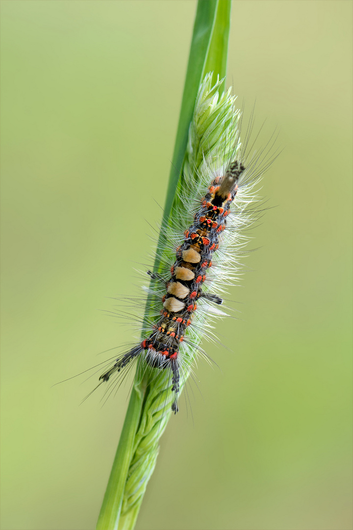 Raupe des Schlehen-Bürstenspinners