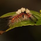  Raupe des Schlehen-Bürstenspinners 