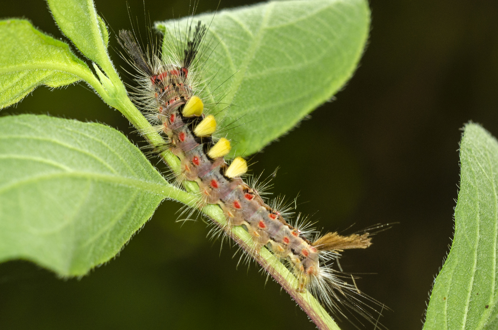 Raupe des Schlehen-Bürstenspinners (Orgyia antiqua)