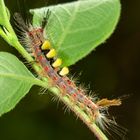 Raupe des Schlehen-Bürstenspinners (Orgyia antiqua)