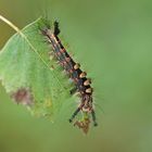 Raupe des Schlehen-Bürstenspinners (Orgyia antiqua)