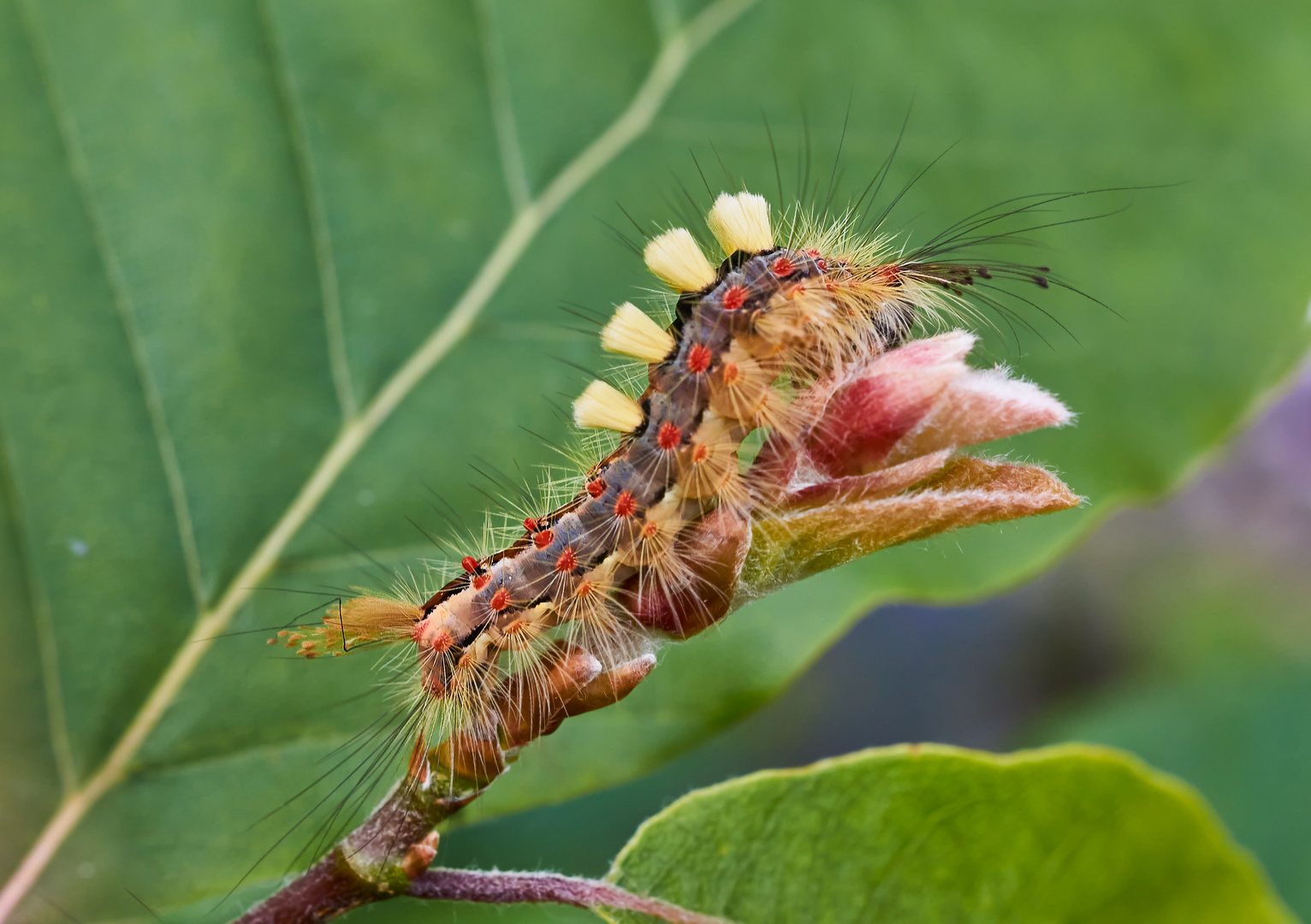 Raupe des Schlehen-Bürstenspinners (Orgyia antiqua)