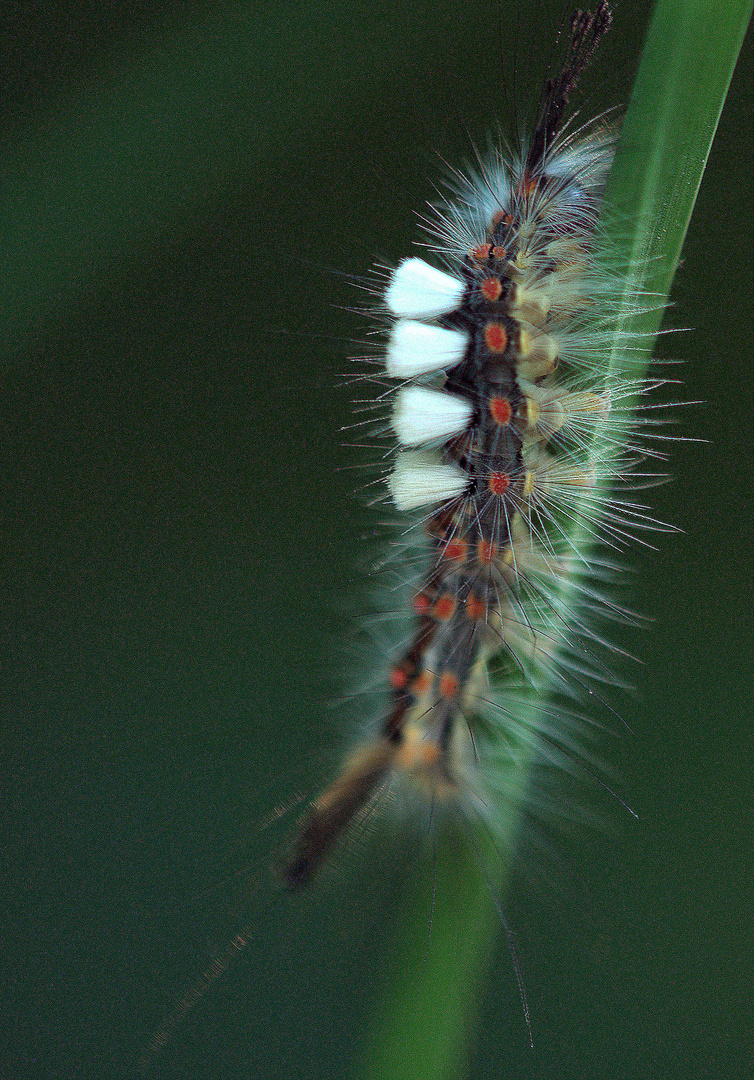 Raupe des Schlehenspinners