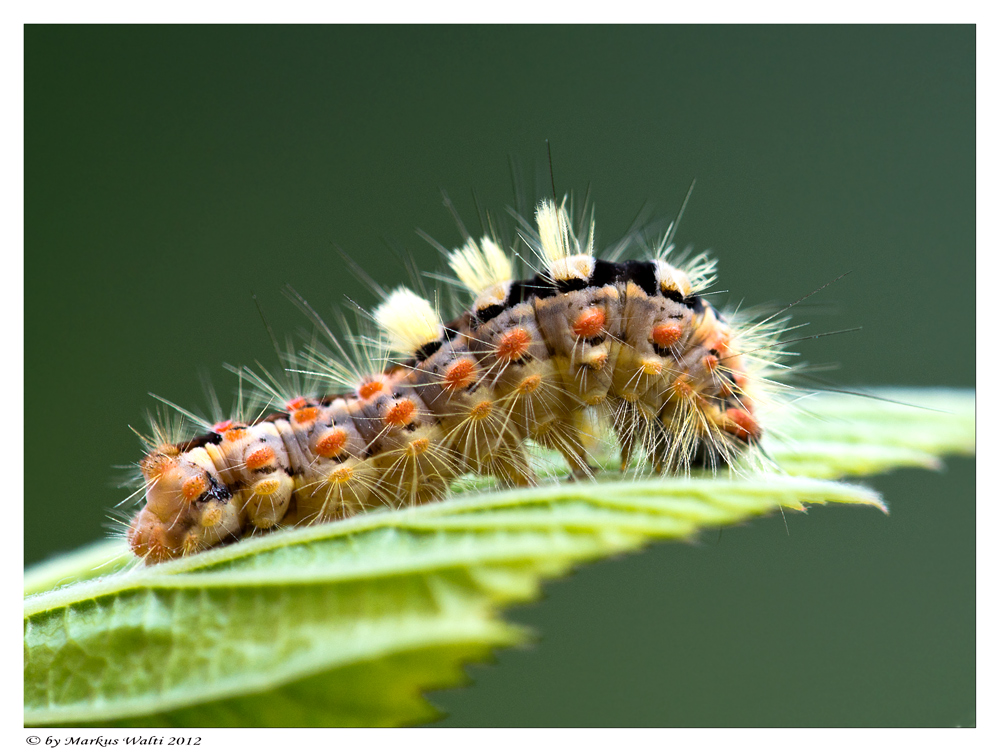 Raupe des Schlehenspinners