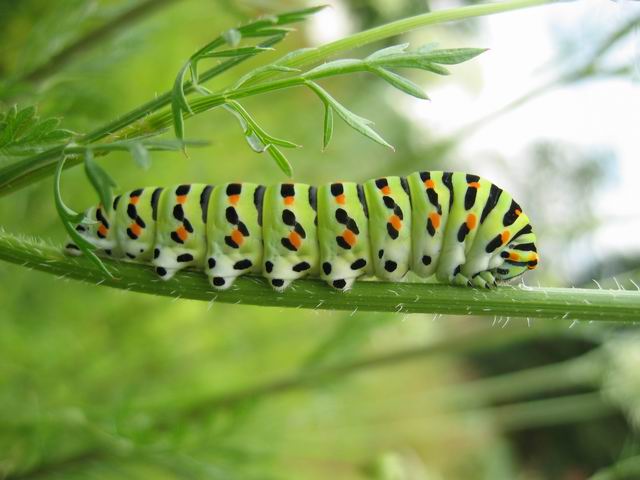 Raupe des Schmetterlings Schwalbenschwanz