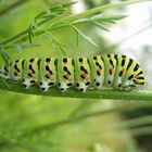 Raupe des Schmetterlings Schwalbenschwanz